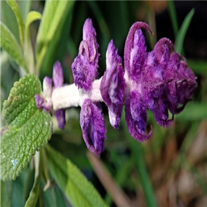 Salvia Leucantha 'Purple Velvet'
